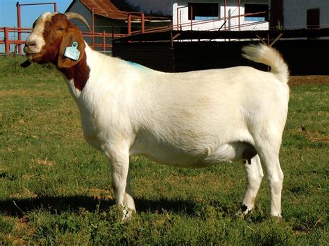 pictures of boer goats